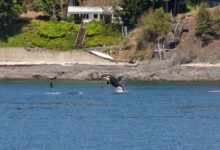 Las Espectaculares Costas de Argentina Donde las Orcas Desafían la Marea