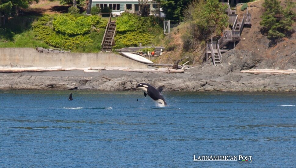 Argentina’s Spectacular Shores Where Orcas Defy the Tide