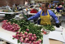 Ecuador and Colombia Grow St. Valentine Flower Business Worldwide