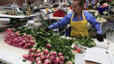 Ecuador and Colombia Grow St. Valentine Flower Business Worldwide