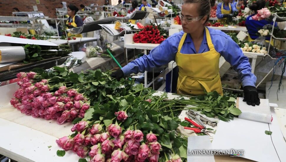 Ecuador y Colombia Expanden el Negocio de Flores de San Valentín a Nivel Mundial