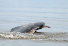 El Misterioso Hábito de los Delfines del Amazonas de Orinar Sobre Sus Cabezas