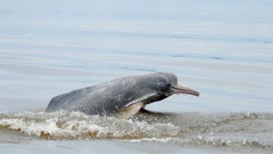 Brazil's River Dolphins' Strange Peeing on Their Head Mystery