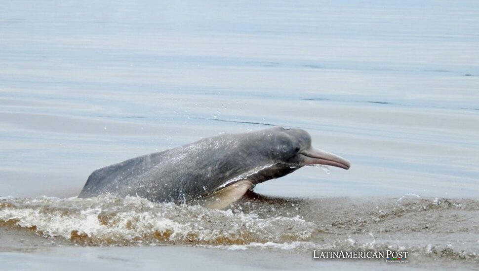 El Misterioso Hábito de los Delfines del Amazonas de Orinar Sobre Sus Cabezas