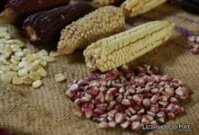 Mexican Reform Bans GMO Corn, Ensures Biocultural Preservation