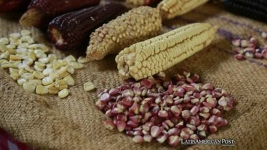 Mexican Reform Bans GMO Corn, Ensures Biocultural Preservation