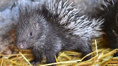 New Porcupine Discovery Expands Colombia Wildlife Frontiers Dramatically