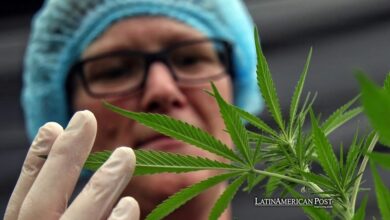 Argentina Marijuana Crackdown Betrays Milei’s Libertarian Ideals