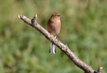 Ecuador Celebra el Descubrimiento de un Nuevo Pinzón que Desafía los Límites de la Evolución