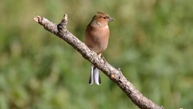 Ecuador Celebrates New Finch Discovery Challenging Evolutionary Boundaries