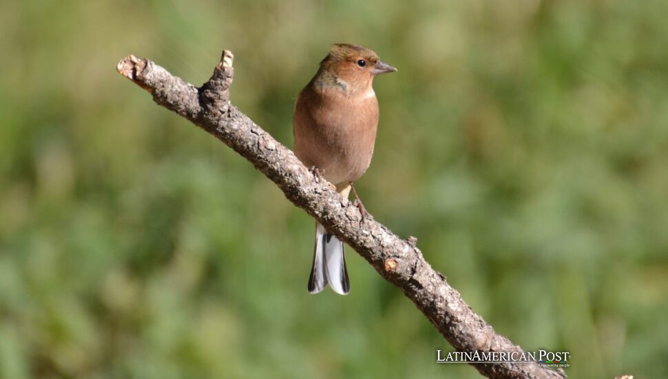 Ecuador Celebrates New Finch Discovery Challenging Evolutionary Boundaries