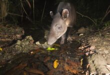 Brazil's Atlantic Forest Reveals Legendary Tapir's Historic Return