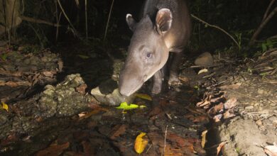 Brazil's Atlantic Forest Reveals Legendary Tapir's Historic Return