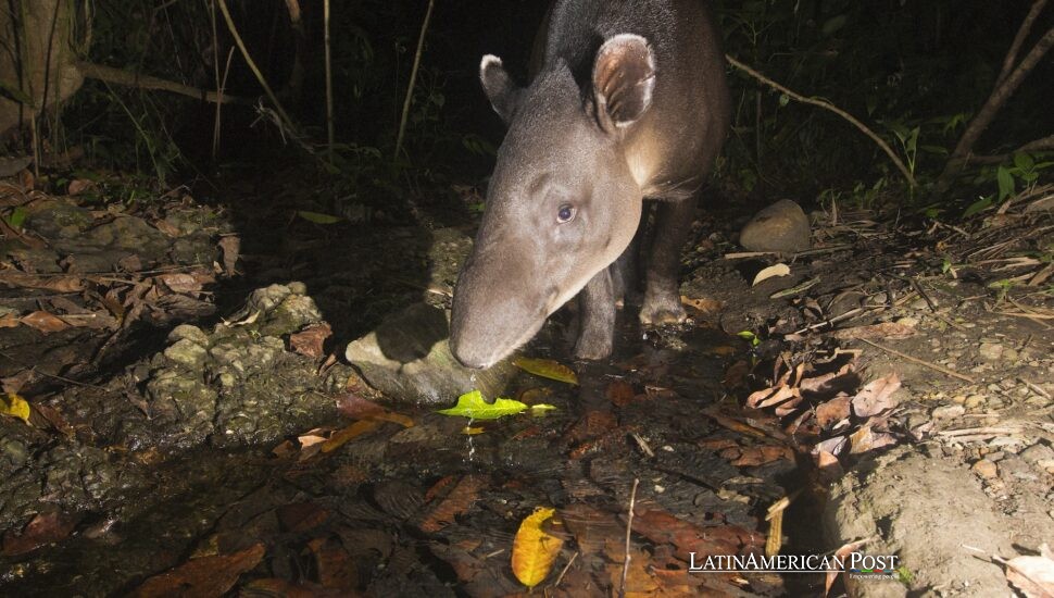 El Bosque Atlántico de Brasil Revela el Regreso Histórico del Legendario Tapir