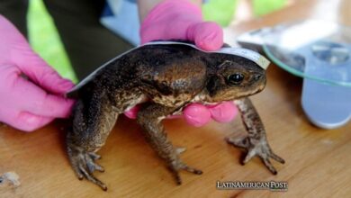 South and Central American Cane Toads Threaten Ecosystems Worldwide 