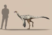 Mexico's 'Dragon' Dinosaur Discovery Shakes Up Paleontology World