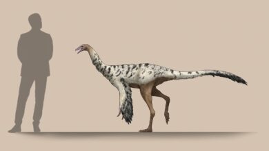 Mexico's 'Dragon' Dinosaur Discovery Shakes Up Paleontology World