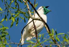 Costa Rica Soundscapes Fuel Conservation And Ecological Insights