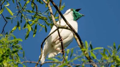 Costa Rica Soundscapes Fuel Conservation And Ecological Insights