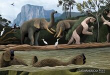 Brasil revela la saga oculta de la megafauna que vivió por más tiempo