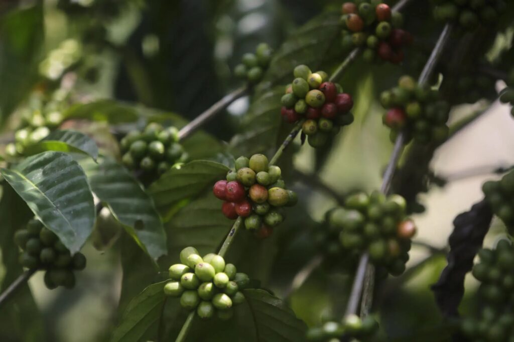 Las batallas del café de lujo de Panamá contra el clima y las presiones del mercado global