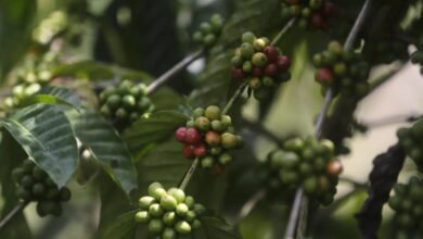 Las batallas del café de lujo de Panamá contra el clima y las presiones del mercado global