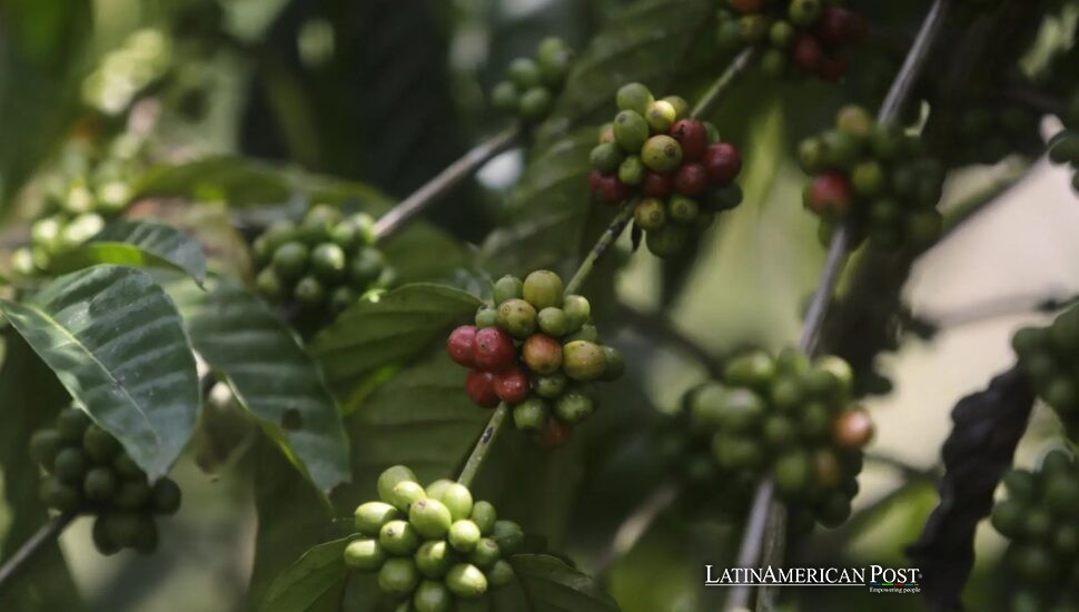 Las batallas del café de lujo de Panamá contra el clima y las presiones del mercado global