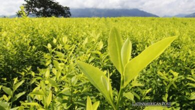 Colombian Art Embraces Ancient Indigenous Coca-Leaf Wisdom