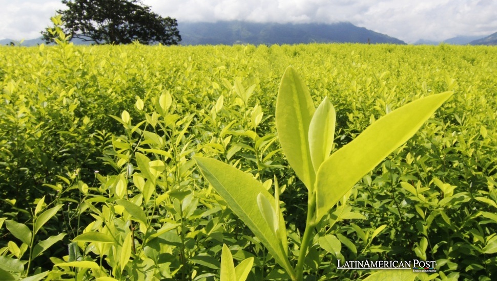 Colombian Art Embraces Ancient Indigenous Coca-Leaf Wisdom