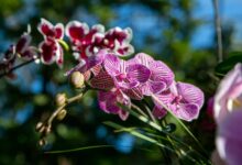 Brasil y Ecuador descubren cuatro nuevas especies de abejas orquídeas registradas por primera vez