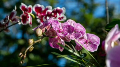 Brasil y Ecuador descubren cuatro nuevas especies de abejas orquídeas registradas por primera vez