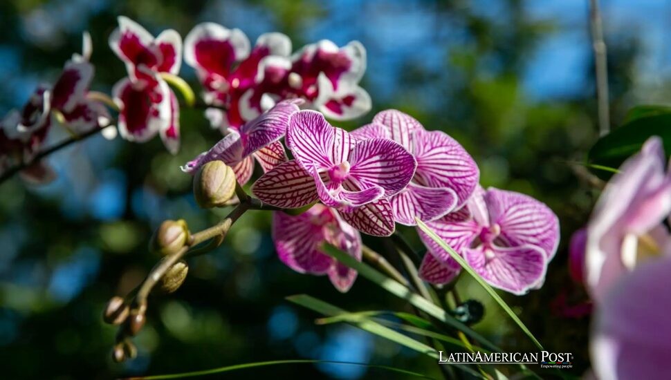 Brazil and Ecuador Unearth Four Newly Recorded Orchid Bee Species