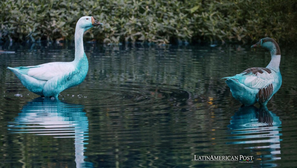 Brazil Battles a Surreal Lake Disaster as Blue Dye Runs Rampant Brazil Battles a Surreal Lake Disaster as Blue Dye Runs Rampant