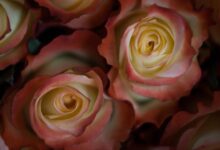 Ecuador’s Blooming Roses Enchant Mother’s Day Buyers Globally