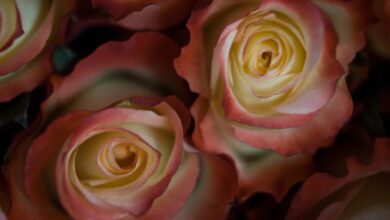 Ecuador’s Blooming Roses Enchant Mother’s Day Buyers Globally