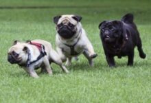 Los argentinos colman de lujos a sus perros mientras cae la natalidad