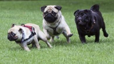 Los argentinos colman de lujos a sus perros mientras cae la natalidad