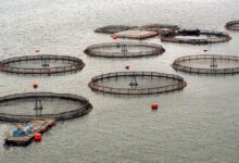 Chile’s Salmon Export Boom Teeters on Fragile Regulatory Reforms