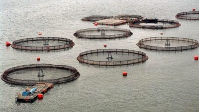 Chile’s Salmon Export Boom Teeters on Fragile Regulatory Reforms