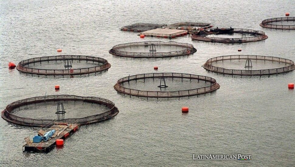 Chile’s Salmon Export Boom Teeters on Fragile Regulatory Reforms Chile’s Salmon Export Boom Teeters on Fragile Regulatory Reforms
