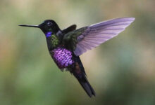 Los colibríes colombianos danzan mientras el Monserrate brumoso revela un vibrante refugio