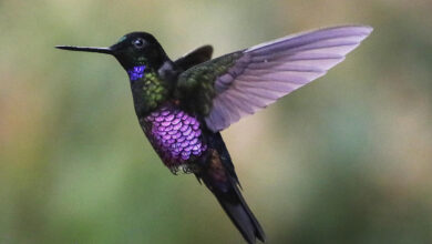 Los colibríes colombianos danzan mientras el Monserrate brumoso revela un vibrante refugio