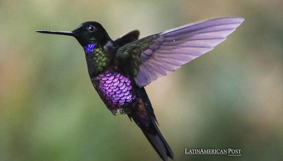 Colombian Hummingbirds Dance as Misty Monserrate Unveils a Vibrant Haven Colombian Hummingbirds Dance as Misty Monserrate Unveils a Vibrant Haven