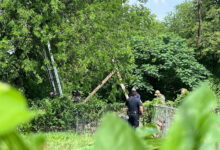 Desafío de ocho horas en la copa de un árbol por un migrante guatemalteco