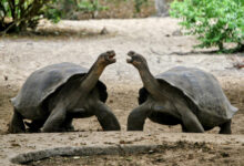 Las tortugas gigantes de Galápagos celebran 50 años de un regreso triunfal