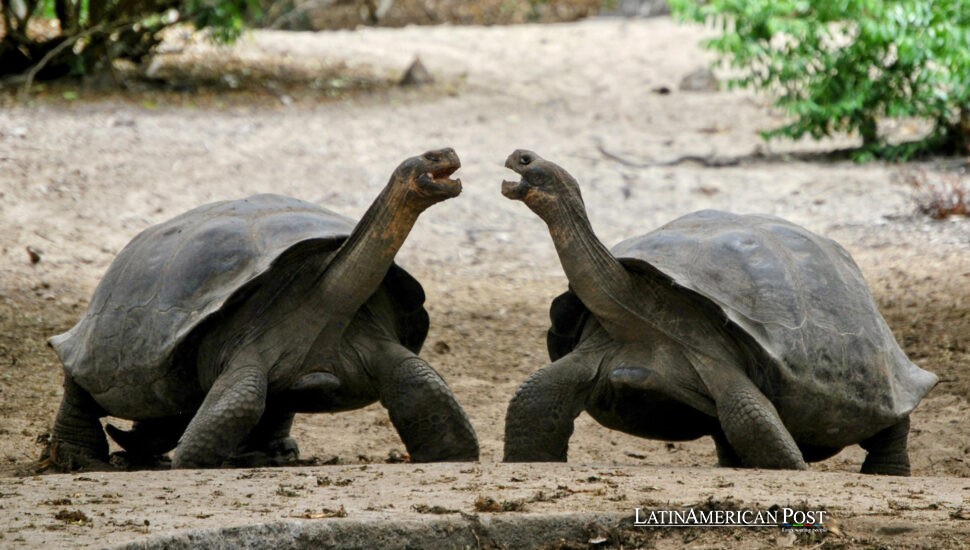 Galapagos Giant Tortoises Mark 50 Years of Triumphant Comeback Galapagos Giant Tortoises Mark 50 Years of Triumphant Comeback