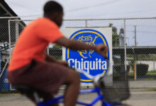 Panama Port Paralysis: How the Chiquita Walkout Stalled Banana Exports