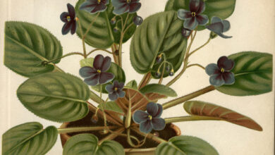 Latin American Colonial Past Lives on in European Living‑Room Plants