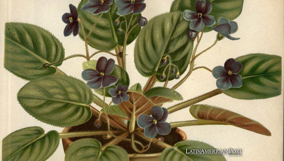 Latin American Colonial Past Lives on in European Living‑Room Plants Latin American Colonial Past Lives on in European Living‑Room Plants