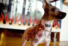 Brasil traza una línea ética mientras la humanización de las mascotas alcanza extremos tatuados